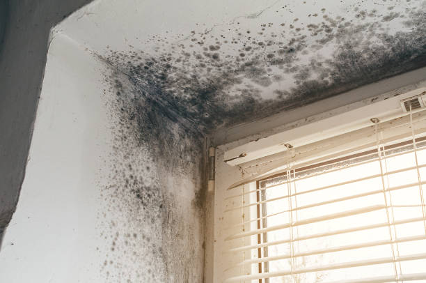 Affordable Mold Remediation solutions in Ferndale, WA
